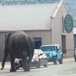 Circus Elephant Butte in Montana