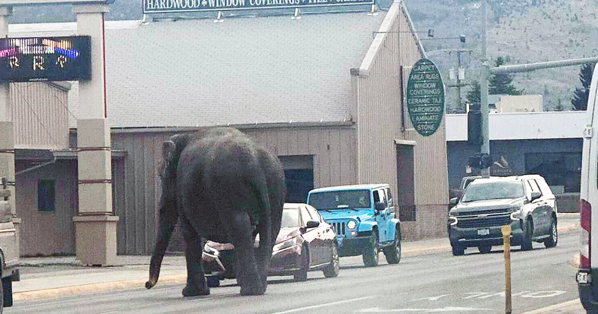 Circus Elephant Butte in Montana